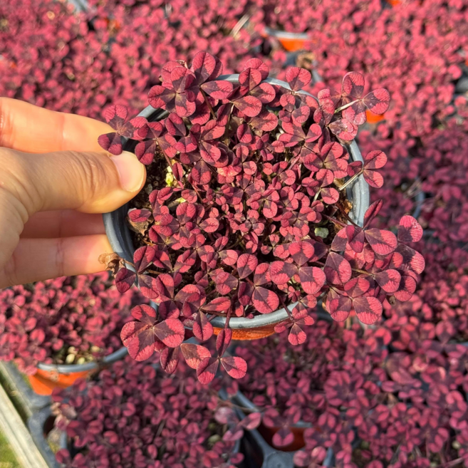 와인크로바 9cm포트 노지월동 지피식물 야생화 잔디대용 레드클로버 네잎클로바, 3개