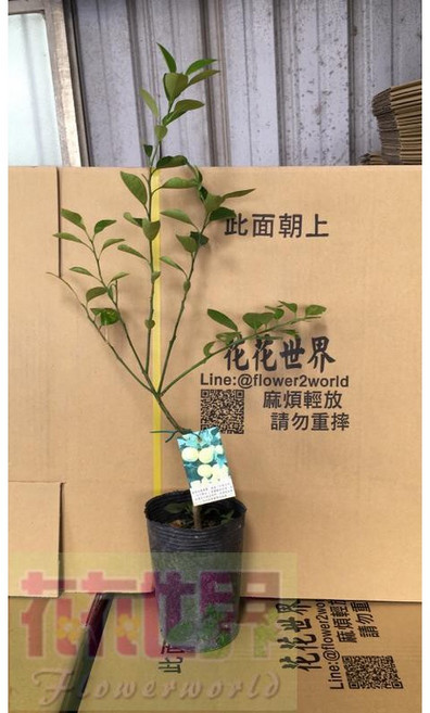 四季金桔苗 - 四季橘/4吋盆/高20-40cm, 1個