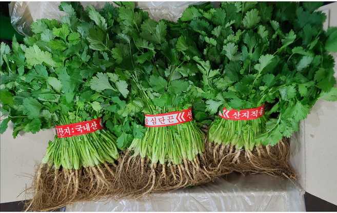 고수 향채 1단(300g), 1개