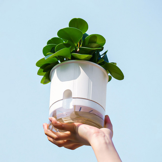 컬라인 저면관수 화분 마이플랜트, 화이트