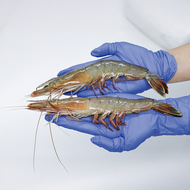 대천어가 국내산 버터플라이 대하 새우, 1개, 400g