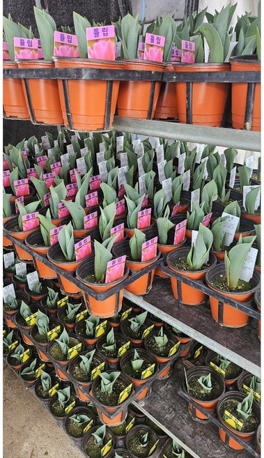 튤립구근 꽃화분 실내화분 튤립모종4색세트, 1개