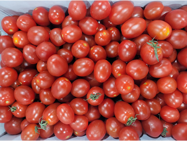 대용량대추방울토마토10kg(1-3번과), 1개, 10kg