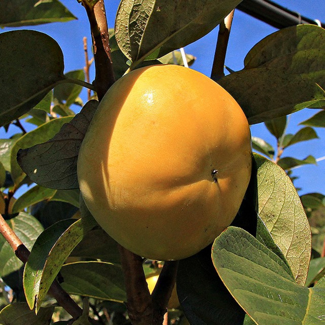 맛가득 태추단감 배단감 대봉감 상서 부유 진영단감 홍시 5Kg 10Kg, 부유단감 2L 2.5Kg 9-10과, 1개