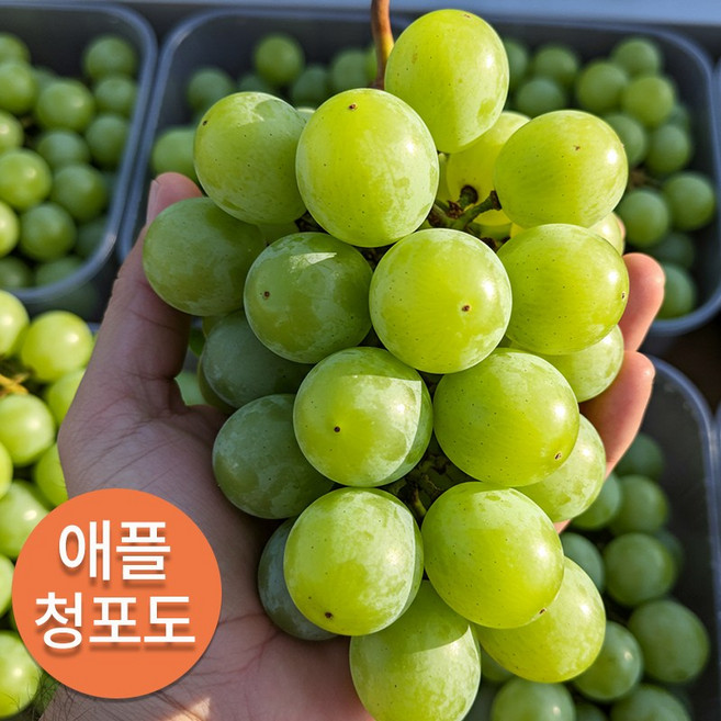 고당도 먹기좋은 씨없는 애플 청포도, 1개, 선별 상급 1kg