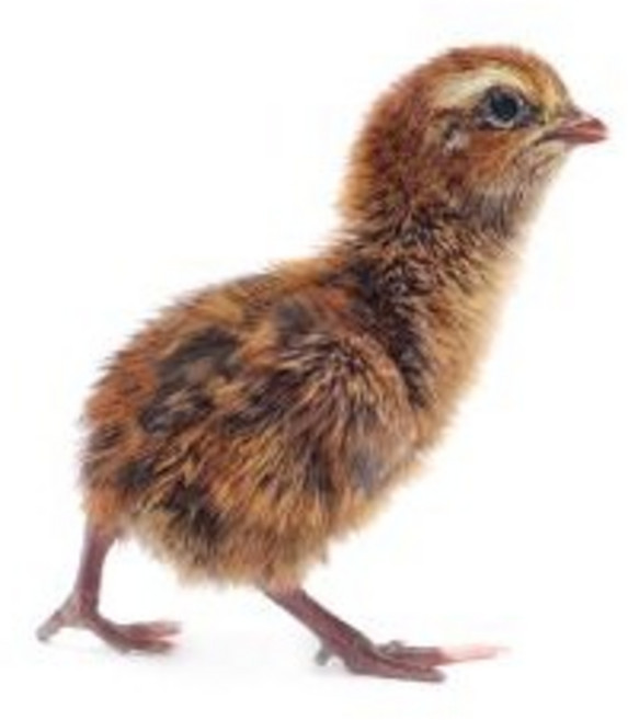 파충류 먹이 냉동 메추리 새끼 7-9g (뱀 스네이크 냉동쥐 핑키 퍼지 하퍼), 1개