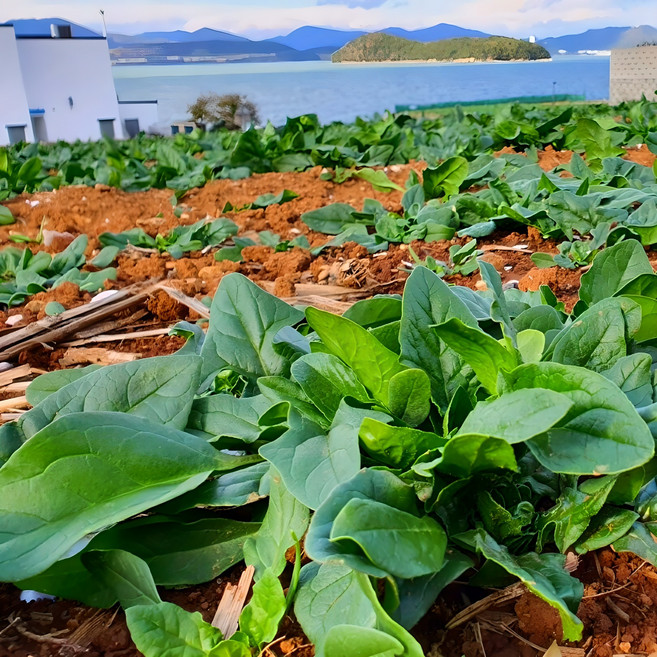 명품 섬초 남해 시금치 달달한 해풍노지, 2kg, 1개