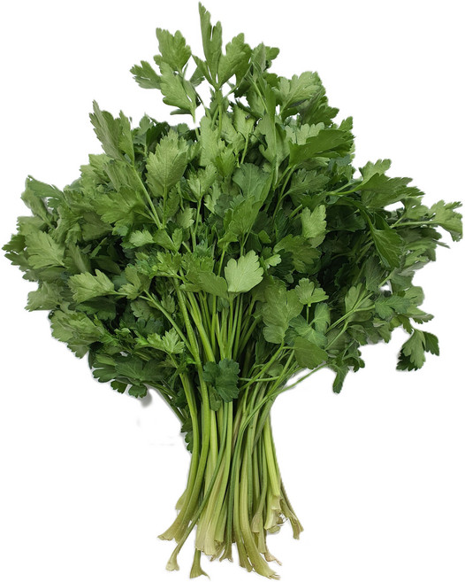 싱싱한 이태리파슬리(향나물) 100g 300g 1kg 이태리파세리, 1개, 이태리파슬리100g