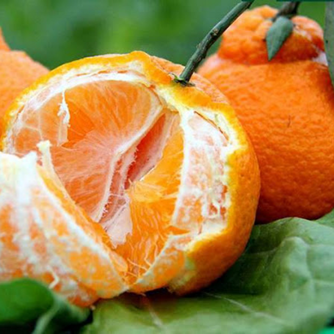 [설명절최저가행사] 2대농부 한라봉선물세트 톡톡벌꿀맛 한라봉, 1박스, 5kg 내외