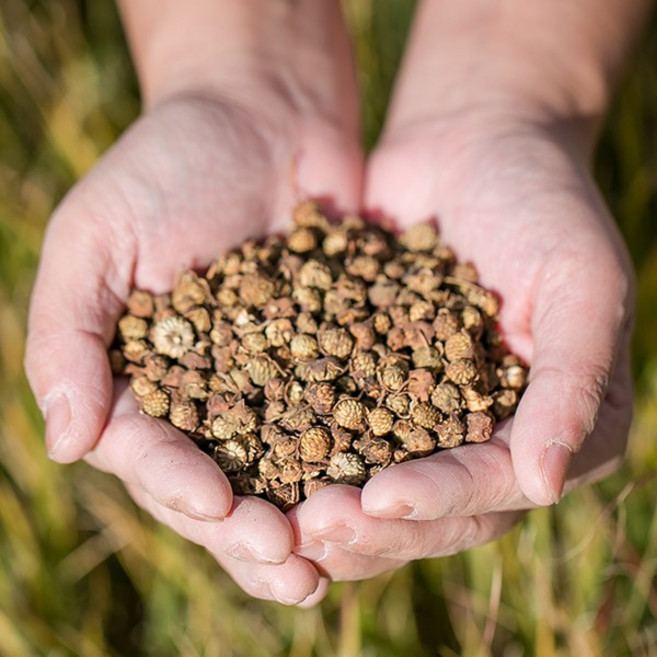 국내산 건조 복분자 열매 효능 약재 약초 200g, 1
