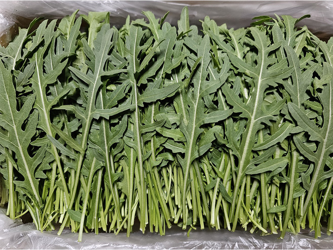 [하루채소] 와일드루꼴라 500g 1kg 가락시장직배송, 1개