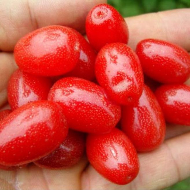 왕보리수 [ 삽목2년 특묘 ] #제이에스가든