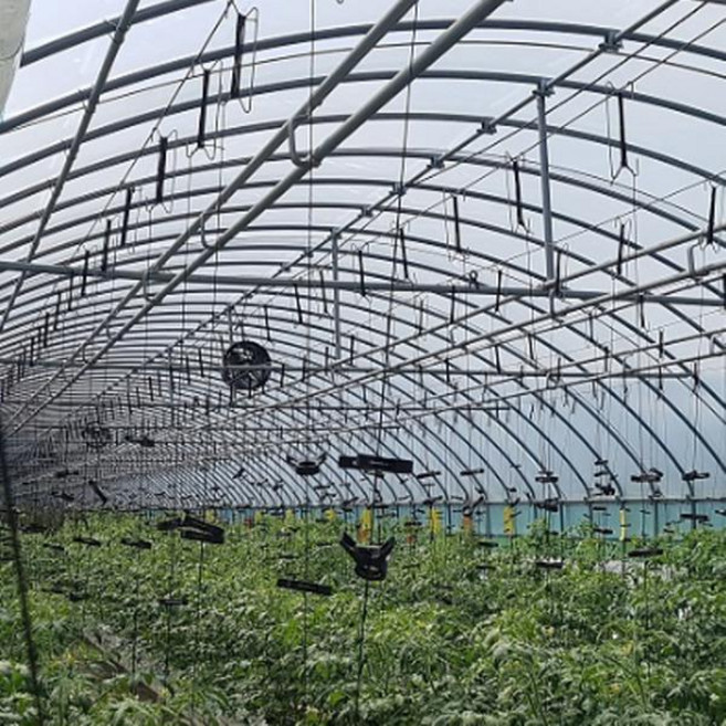 슈퍼론(흑색)/씨씨론/인삼줄/토마토내림줄/600m H452