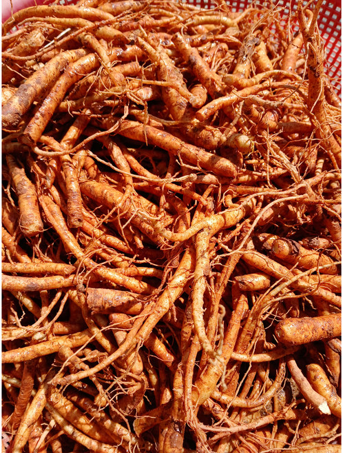 미삼 뿌리 인삼 잔뿌리 미삼 파삼 750g, 세척ㅇ, 1개