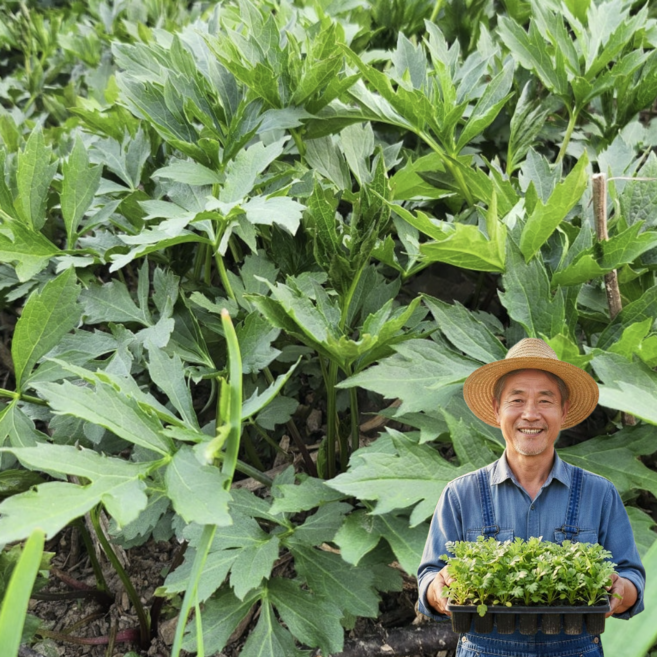 초록담아 삼립국화 키다리나물 삼잎국화 잘자라는 포트 화분 모종 뿌리, 3개