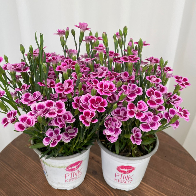 향카네이션 미니카네이션 1+1 온정원 공기정화식물