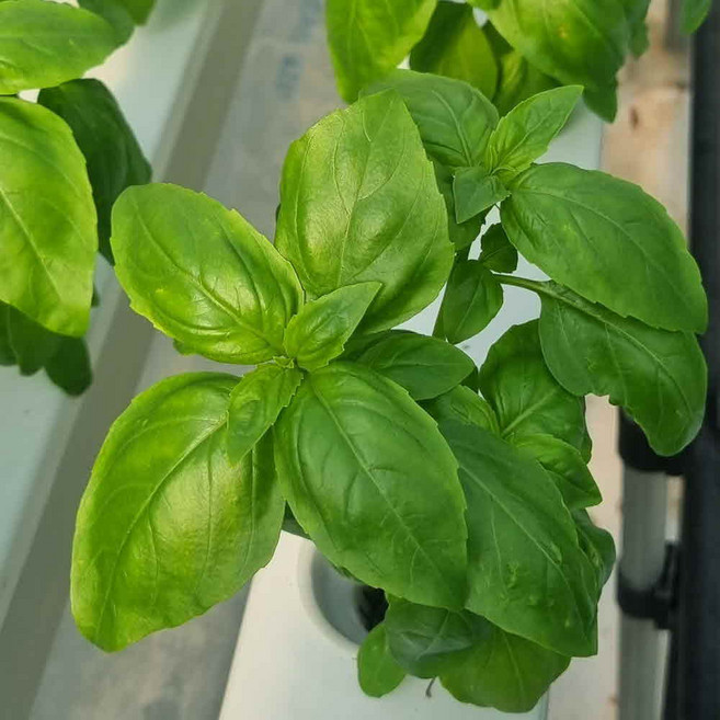 안산팜 스위트바질 생잎 500g 무농약, 1개