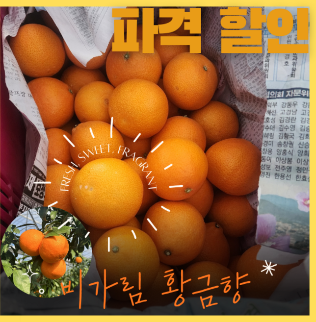 역대급 만족도 보장 13Brix 비가림 재배 제주 특급 황금향 5kg, 특품 비가림 황금향 5kg 로얄과, 1개