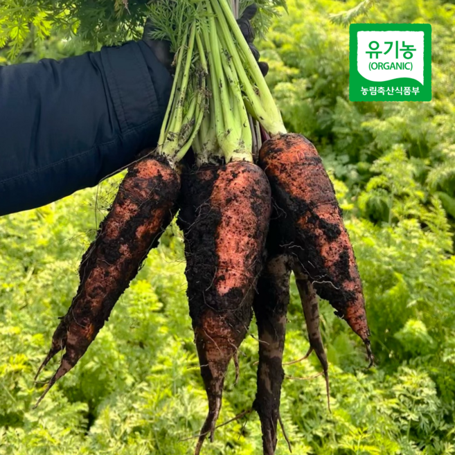 1985년부터 유기농 안호현 농부님의 유기농 제주 흙당근, 1개, 5kg