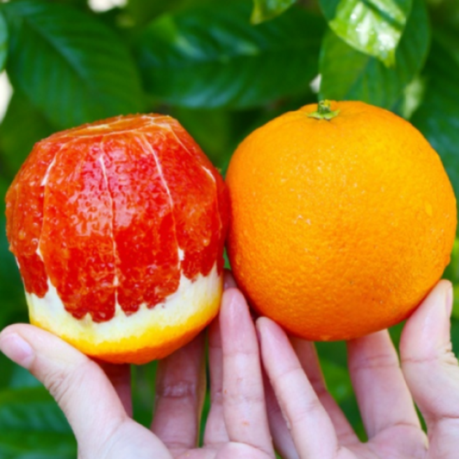 [호텔납품] 호텔다이닝 프리미엄 15brix 카라카라오렌지, 1개, 10과 (특품)