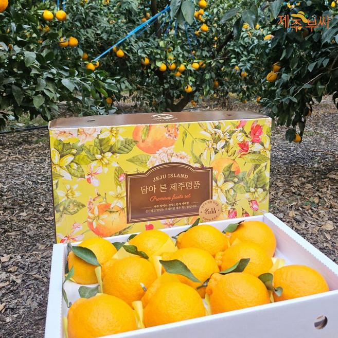 제주 한라봉 산지직송 고당도 프리미엄, 1박스, 제주한라봉(가정용)/10kg 혼합