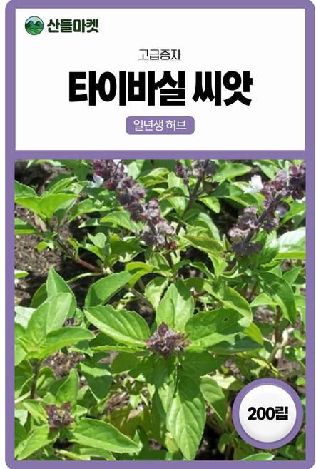 산들마켓 타이바실 허브 씨앗 200립 진한 녹색 스위트바실 일년생 바질씨 종자, 2개