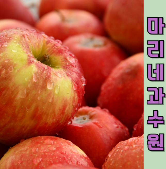 사과 햇부사 예산사과 명품2호 충남예산 선물하면 칭찬받는사과 25년햇사과 꿀사과 섬머킹 부, 햇부사꿀사과 중과 첫출하5kg(16-20), 1박스, 5kg