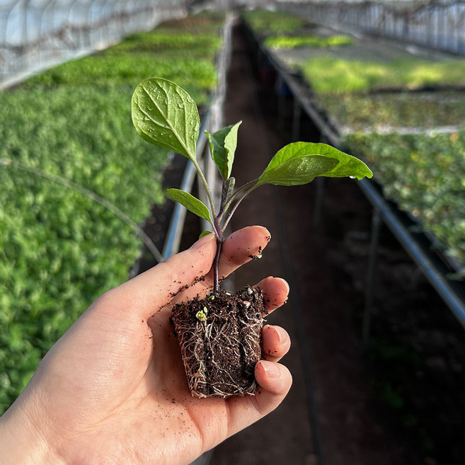 하라네 가지모종 열매채소 텃밭 채소키우기 열매류 모종, 20개