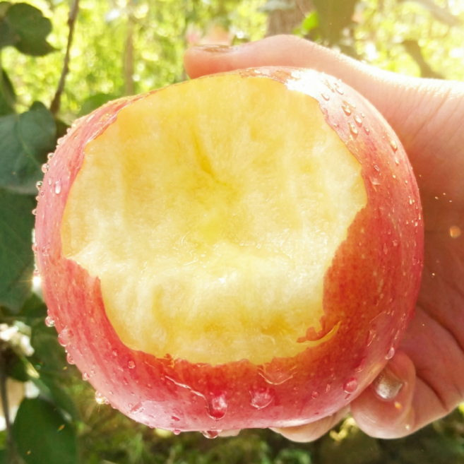 [30박스초특가] 고당도 꿀사과 밀양 얼음골사과, 1박스, 10kg