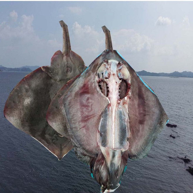 반건조 가오리 1 마리 통채로 2 kg 전후 목포, 1개