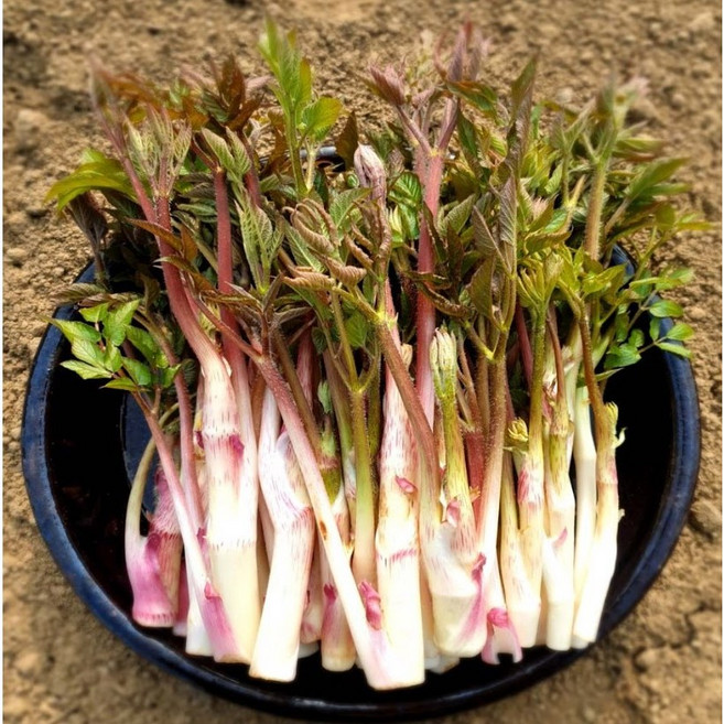 산지직송 당일수확 국내산 봄나물 눈꽃 땅두릅, 500g, 1개