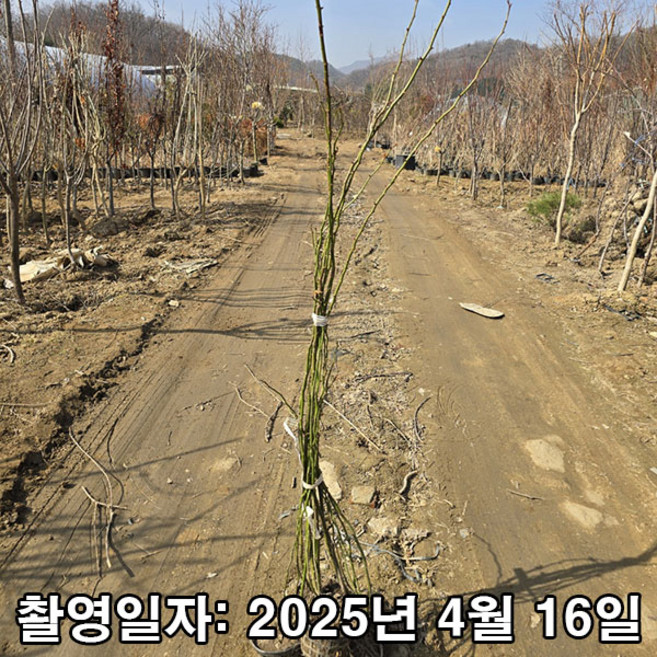 충주원예조경 / 일반넝쿨장미 / 1m(전후) / 2~3지 / 개화주, 1개