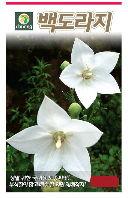 백도라지 씨앗 1000립, 5개