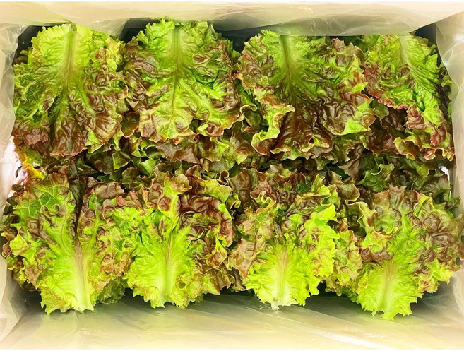 (쌈바쌈바) 산지 직배송 꽃상추 1 2 4 kg[경남고성군], 1kg, 1개