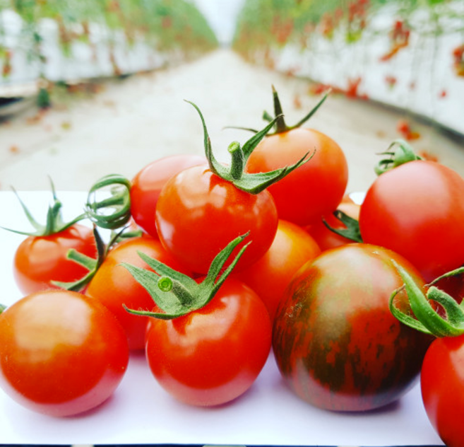 대추 요요 한라봉 스테비아 방울 토마토 샤인마토 5종 엄청단 망고 단, 대추토마토, 2kg, 1개