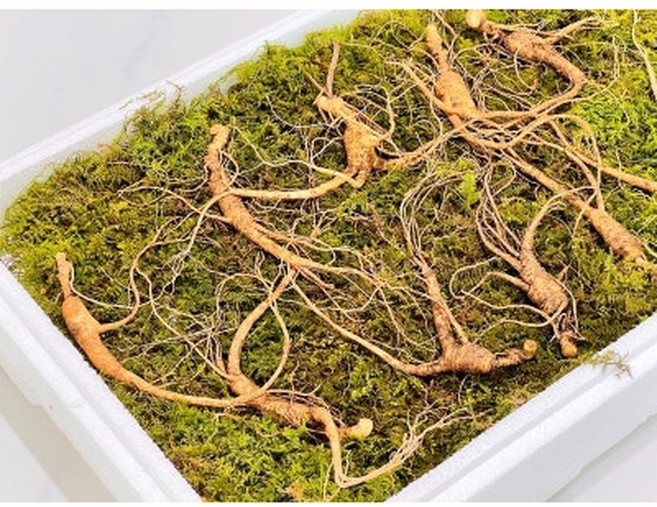 [The 건강하삼] 산양산삼 9~10년근 야생 파지삼 산삼 산양삼 파지삼, 10뿌리, 1개