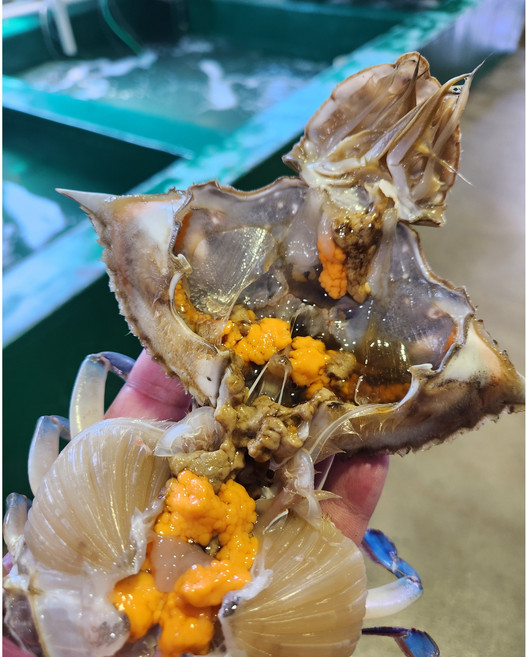 제철 봄 활 꽃게 알배기 / 수율 80% / 당일조업, 2세트, 봄 활 암꽃게 1kg (4~6미)