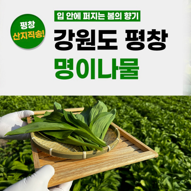 [최상품] 평창 무농약 유기농 명이나물 1kg 산지직송 대명이 산마늘, 5kg, 1개