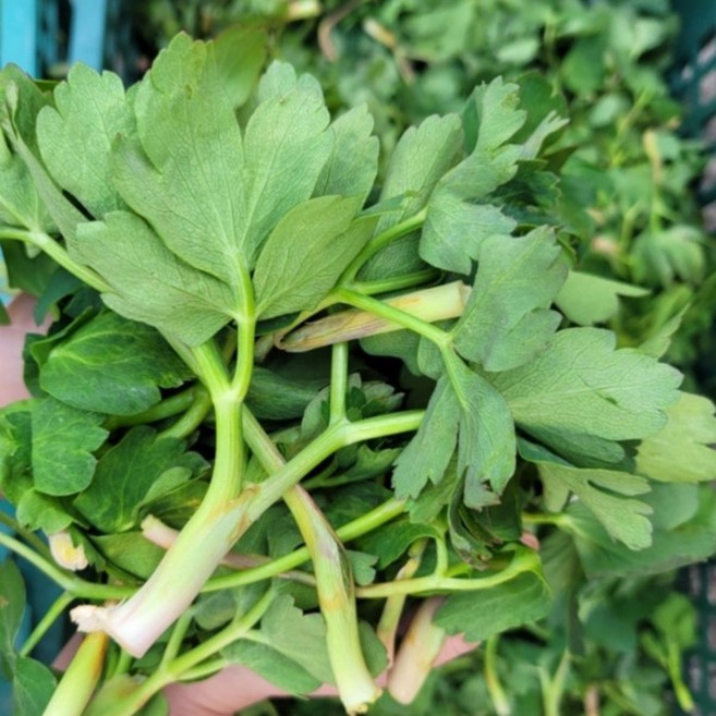 방풍나물 향긋한 봄나물 신선 채소 건강 나물용, 1박스, 2kg