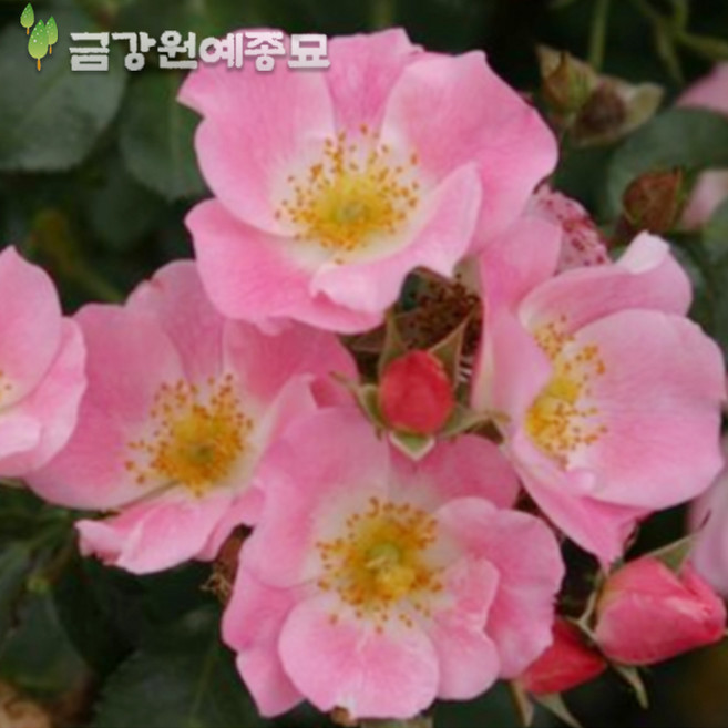 BM 빙고메이딜란드(찔레장미) 사계덩굴장미 줄장미묘목, 포트묘 H1.0~H1.2, 1개