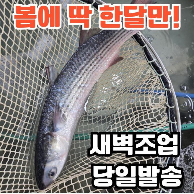 [한정수량] 보리 숭어회 필렛 보리숭어, 1개, 300g