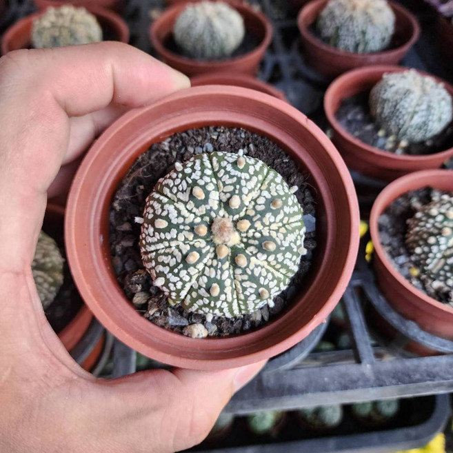 P老闆園藝 兜 仙人掌 3吋盆