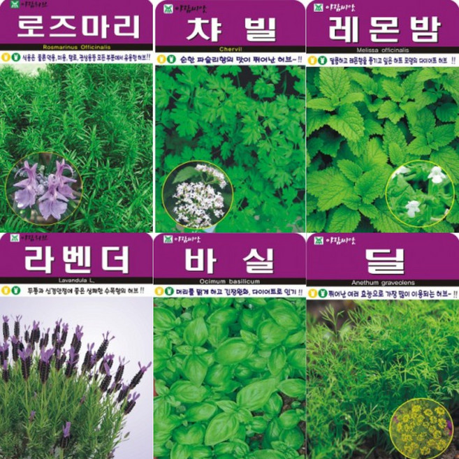 비그린몰 베란다 텃밭용 허브씨앗 모음 AR3 (바질 라벤더 딜 레몬밤 차빌 로즈마리 마조람 히솝 카모마일 유칼립투스 펜넬 ), 로즈마리 40립