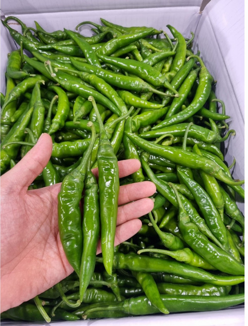 길룡이네 국산 대량 도매 청양고추, 1박스, 청양고추 (상) 5kg