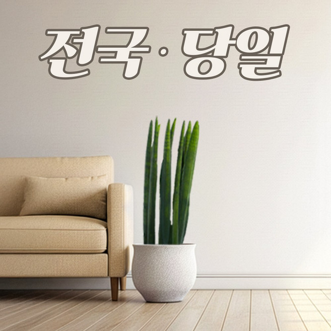 8위 - 키우기쉬운 공기정화식물 반려식물 개업화분 거실식물 거실화분 축하화분 대형, 13.스투키 대형 당일배송, 1개