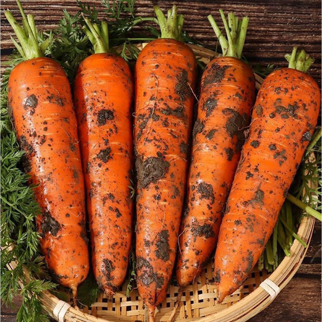 [전국최저가] 제주당근 구좌당근 아삭달콤 제주직송, 1박스, 10kg 왕