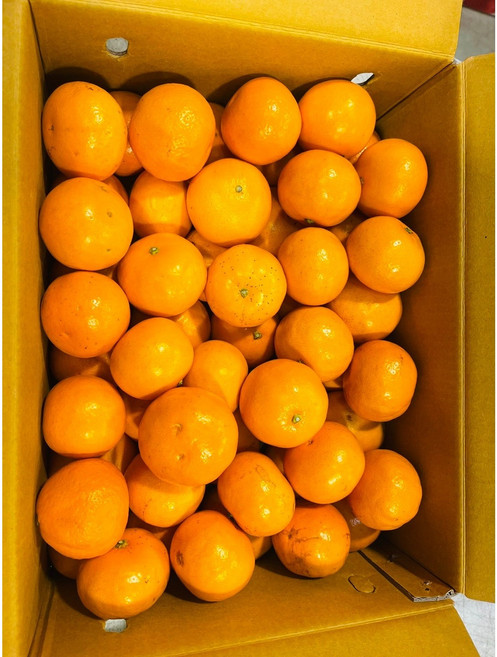 제주직송 새콤달콤 진지향 귤 로얄과 1박스 5kg