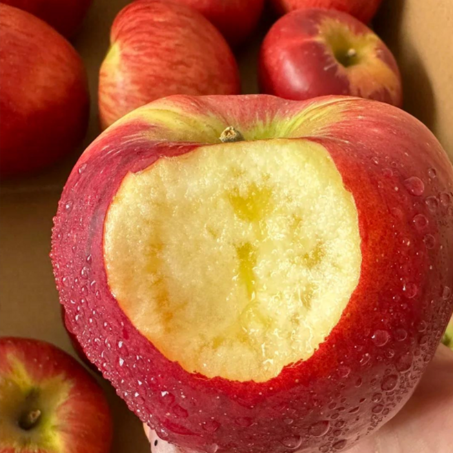 [품질보장]꿀범벅 산지직송 꿀Brix 상위가정용 사과, 1박스, 3kg