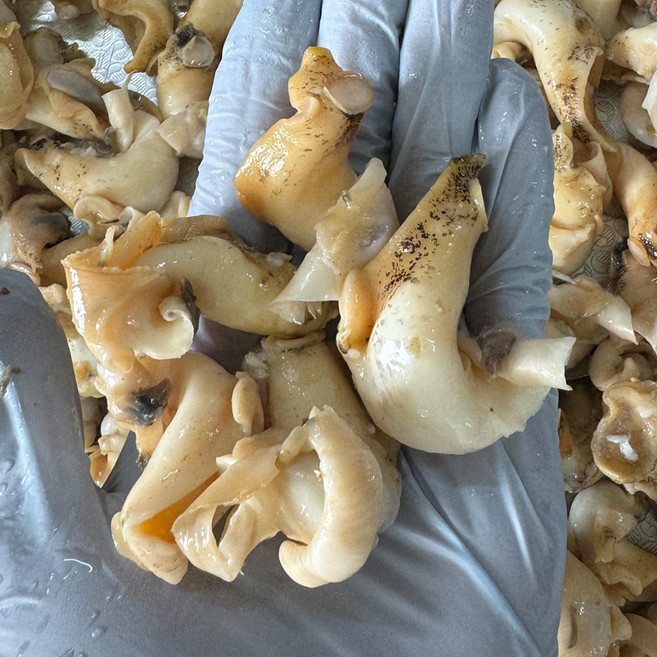 포항 구룡포 백고동 자숙 골뱅이살, 1개, 300g(가성비:30-40미)