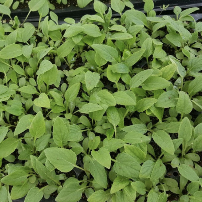 [이기자원예] 수리취 모종 (트레이모종) 떡취모종, 100구 1판, 1개